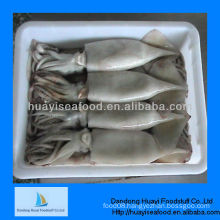 frozen squid seafood